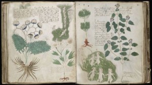 Codice Voynich